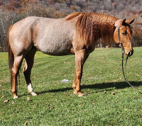 Red Roan Quarter Horse