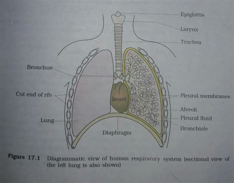 The branches of trachea leading to lungs are known as:- A) bronchi B ...