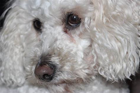 Image result for White Cockapoo Dog