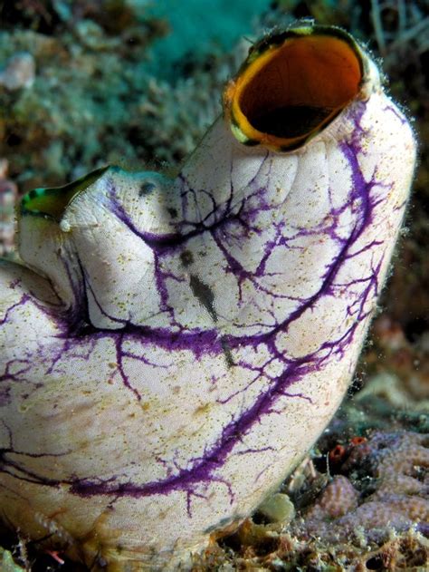 Creepiest Animals in the World