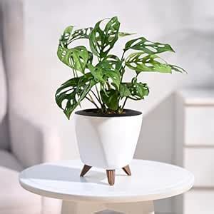 Ugaoo Philodendron Broken Heart Indoor Plant - Monstera Adansonii Lagos ...