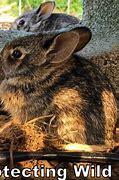 Image result for Wild Rabbit Nest in Yard