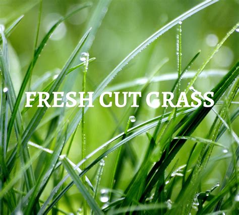 Fresh – Lindsay Lucas Candles