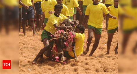 Jallikattu conducted at Manapparai village | Trichy News - Times of India