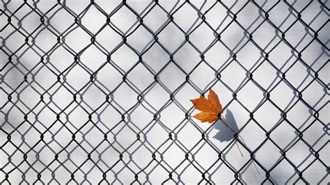 Download wallpaper 1366x768 maple leaf, fence, grille, minimalism ...