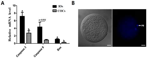 Melatonin Improves the Quality of Inferior Bovine Oocytes and Promoted ...