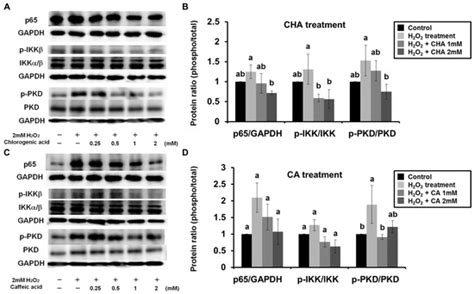 Catechol Groups Enable Reactive Oxygen Species Scavenging-Mediated ...