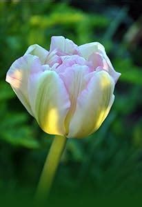 RADHA KRISHNA AGRICULTURE® Tulip Lily Flower Bulbs | dull pink Variety ...