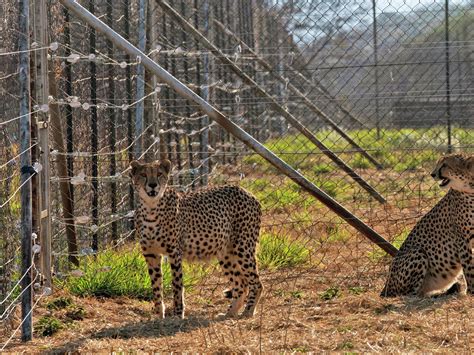 Gandhi Sagar Wildlife Sanctuary, Nauradehi Getting Ready For Next Batch ...