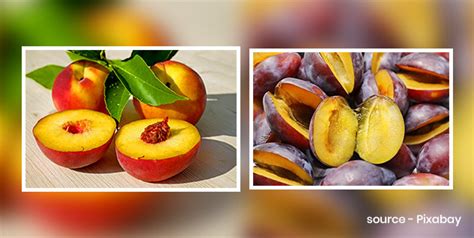 Peach Vs Plum: Which One Is Healthier? | OnlyMyHealth