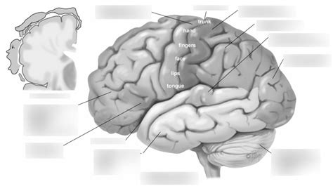 Cortex 的图像结果
