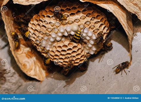 Nest of European Hornets Vespa Crabro Stock Photo - Image of threat ...