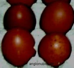 Marans Eier in zeilarn | Tiere | Kleinanzeigen