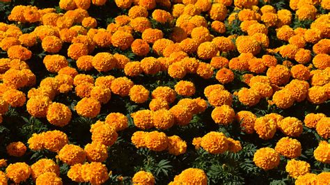 Orange Marigold Wallpaper