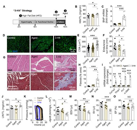 HFP Lab Test 的图像结果