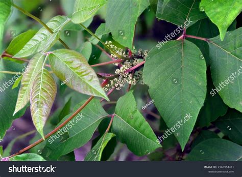 Poison Ivy Toxicodendron Radicans Full Bloom Stock Photo 2163954481 ...
