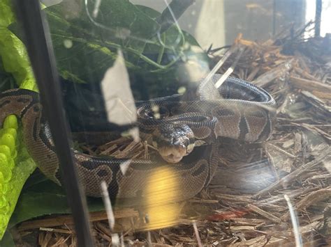 Image result for Petco Green Tree Python