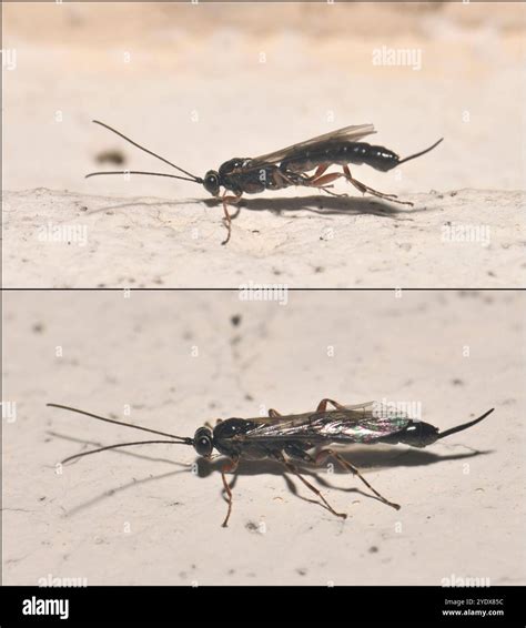 Two well focussed images of the same female Ichneumon Wasp, Pimpla rufipes. Does not sting and ...