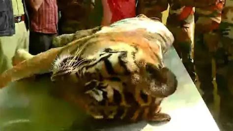 Tiger that strayed into human settlement in Vakeri found dead - KERALA ...