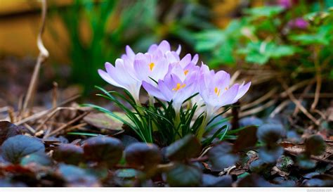 March Nature Wallpapers - Top Free March Nature Backgrounds ...