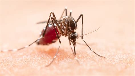 Malaria, Dengue, And Chikungunya: Expert Explains The Differences And ...