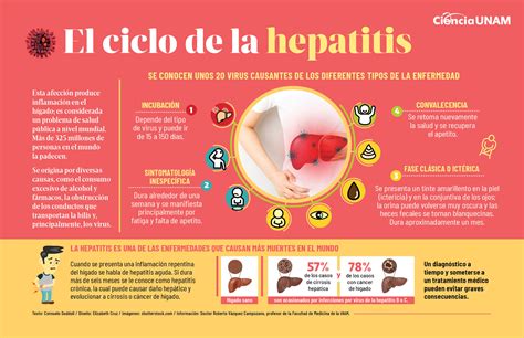 El ciclo de la Hepatitis - Ciencia UNAM
