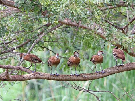 West Indian Whistling-Duck - eBird