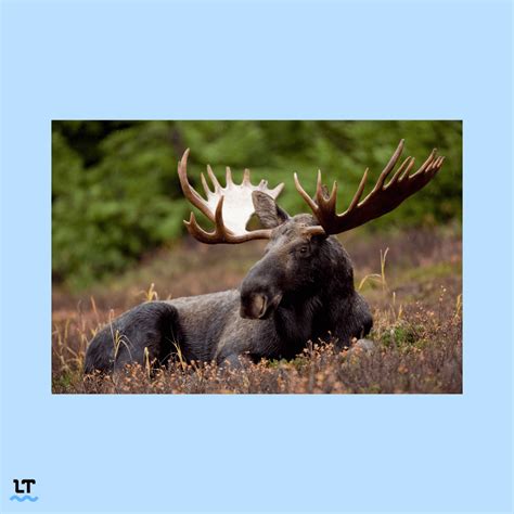 What Is the Plural of Moose—Moose, Mooses, or Meese?