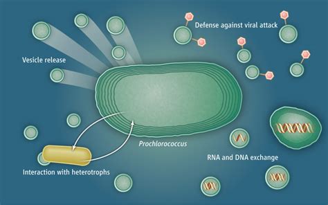 Vesicles Cell 的图像结果