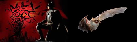 Relation of spreading of virus from bat to humans