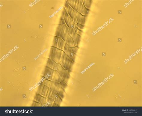 Image result for Wool Under a Microscope