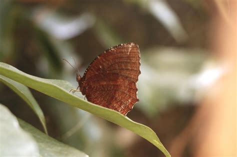 Elymnias hypermnestra undularis | Butterfly
