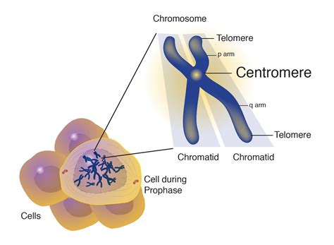 Punnett's Square: Dark Centers of Chromosomes Reveal Ancient DNA
