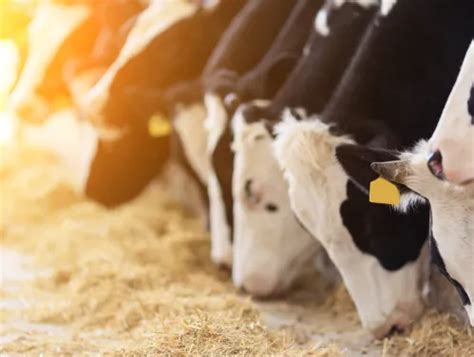 Iowa Phosphorus (P) Index Calculator update | Department of Natural ...