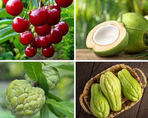 29 Fruits that Start with N with Facts and Pictures - Richmond Mom