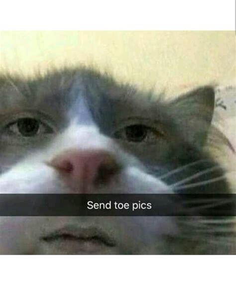 Bottom Text Meme 的图像结果