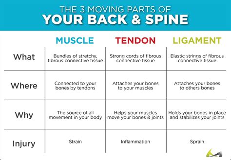 Torn, Pulled & Strained Back Muscles - What You Didn’t Know!