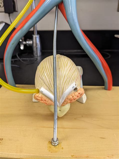 Image result for Male Reproduction Model