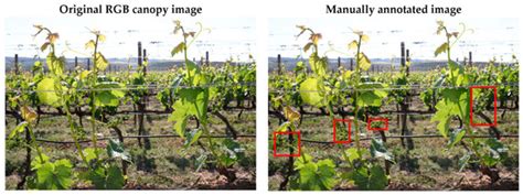 Impact of Phenological and Lighting Conditions on Early Detection of ...
