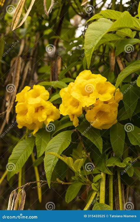 Yellow Bells Tecoma Stans Perennial Shrub, Trumpet Vine Family ...