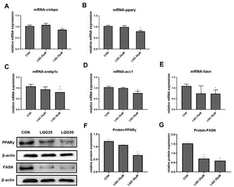 Liquiritigenin Inhibits Lipid Accumulation in 3T3-L1 Cells via mTOR ...