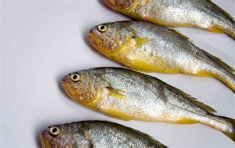 黄皮头是什么鱼_百度知道叶鱼_百度百科陈黄皮叶红鱼