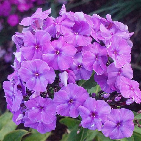 Garden Phlox