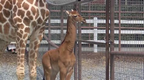 Baby Reticulated Giraffe