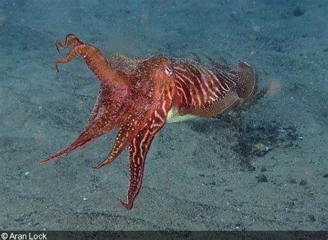 Octopus Drawing Tutorial 的图像结果