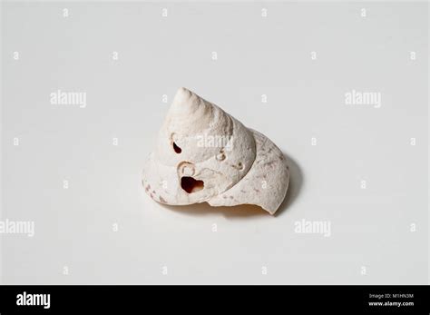 Image result for How to Remove Fossilized White From Conch Shells