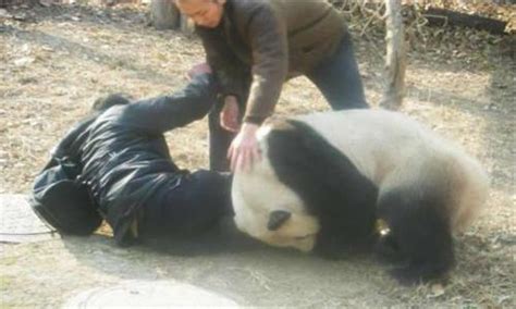 一只雄性熊猫打群架骨折，为治伤下半身被剃毛，画面惨不忍睹 - 每日头条
