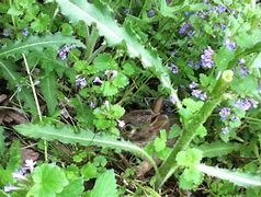 Image result for Cute Baby Bunny Jumping