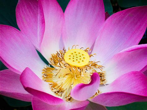 Lotus - Posters by Ananthatejas Raghavan | Buy Posters, Frames, Canvas ...
