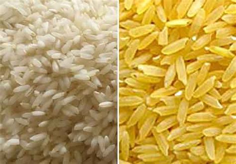 SHRI RAM FOODS COVERS THE WIDEST RANGE OF AUTHENTIC INDIAN RICE ...